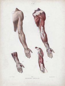 人的外部形态解剖图：男性的手臂和手 作者 欧洲学校