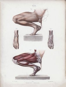 人体外部形态解剖图：男性的腿和脚 作者 欧洲学校