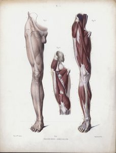 人的外部形态解剖学》的插图。男腿，前视图（彩色平版画 作者 欧洲学校