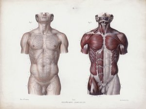 人的外部形态解剖学》的插图。男性躯干，正视图（彩色平版画 作者 欧洲学校