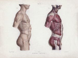 人体外部形态解剖学》插图：男性躯干，侧视图（彩色石版画） 作者 欧洲学校