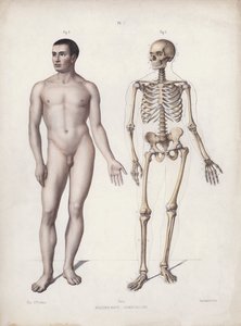 人的外部形态解剖学》的插图。人站立（彩色平版印刷 作者 欧洲学校