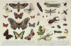 Insects and other invertebrates (chromolitho) 作者 欧洲学校