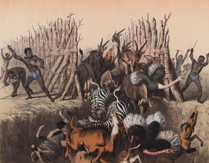 卡菲尔人将牲畜赶入坑中（彩色石版画） 作者 欧洲学校