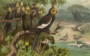 Keilschwanz-Kakadu，Corella 作者 欧洲学校