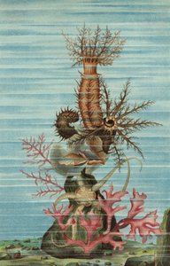 牛蒡玉足 作者 欧洲学校