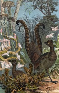 Leierschwanz 作者 欧洲学校