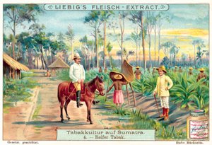 成熟的烟草植物(chromolitho) 作者 欧洲学校