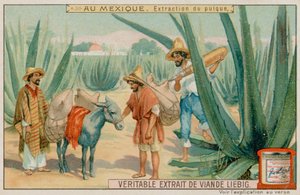 从仙人掌的墨西哥提取的Pulque 作者 欧洲学校