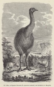 Moa, or Gigantic Dinornis (D giganteus) restored; and Apteryx, A Mantelli (engraving) 作者 欧洲学校