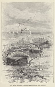 红火烈鸟的巢穴，Phoenicopterus ruber，居维叶（雕刻） 作者 欧洲学校