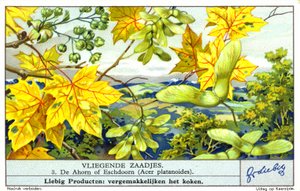 挪威槭（Acer platanoides）（chromolitho） 作者 欧洲学校