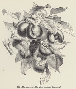 肉豆蔻树，肉豆蔻，拉马克（雕刻） 作者 欧洲学校