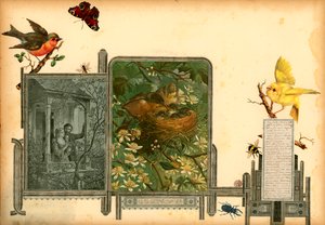 Sammelsurium 第一卷页面（印刷品） 作者 欧洲学校