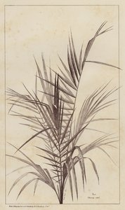 棕榈，Chamaerops Exelsa（石版画） 作者 欧洲学校