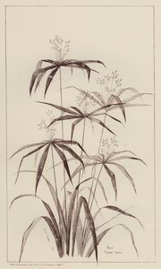 棕榈香柏（石版） 作者 欧洲学校