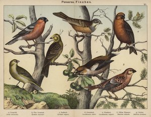 Passeres, Finches（彩色石版画） 作者 欧洲学校
