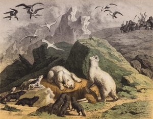 西伯利亚北部的北极熊正在享用一头死去的海象（彩色石版画） 作者 欧洲学校