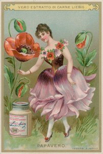 罂粟花姑娘 作者 欧洲学校