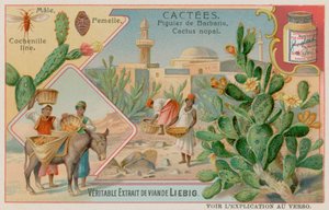 仙人掌（Cactus Nopal）和胭脂虫甲虫 作者 欧洲学校