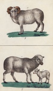 公羊、绵羊和羔羊（彩色石版画） 作者 欧洲学校