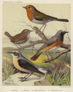 Robin, Wren, Redstart, Wheatear (colour litho) Robin, Wren, Redstart, Wheatear (color litho) 作者 欧洲学校