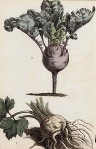 根茎类蔬菜（彩色平版印刷） 作者 欧洲学校