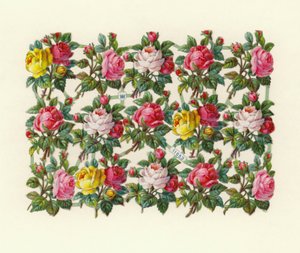 玫瑰花 作者 欧洲学校