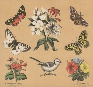 青少年废料（彩色石版画） 作者 欧洲学校