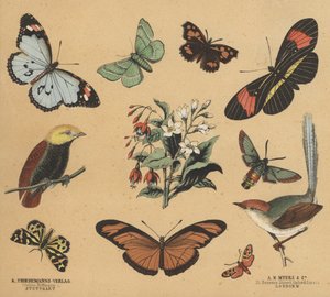 青少年废料（彩色石版画） 作者 欧洲学校