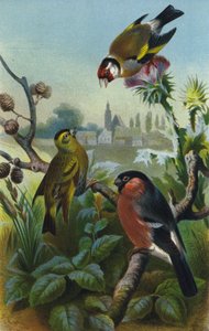 Stieglitz，Zeisig和Gimpel 作者 欧洲学校