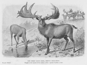 伟大的爱尔兰鹿，Cervus Megaceros（石版画） 作者 欧洲学校