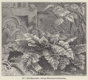 The Mandrake, Atropa Mandragora, Linnaeus (engraving) 作者 欧洲学校
