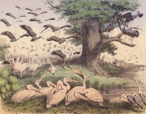 各种非洲鸟类（彩色印刷版） 作者 欧洲学校