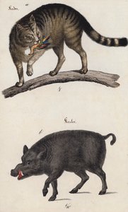 野猫和野猪（彩色石版画） 作者 欧洲学校