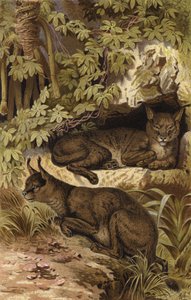 Wustenluchs 作者 欧洲学校
