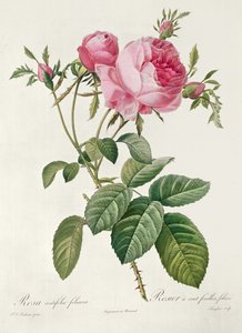 Thory，les Roses，Rosa Centifolia Foliaca（石版画） 作者 洋蓟风信子