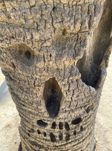  作者 埃文·斯克拉