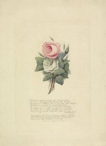 玫瑰与皇室家族剪影，1816 年