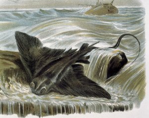 鹰魟（Myliobatis aguila） 根据 F.Padro 的画作雕刻。雕刻