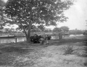 1905-1906年在印度阿里博尔的牛