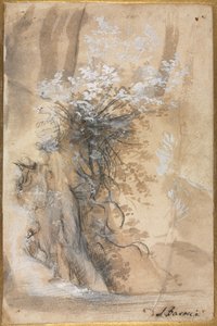 1565-1570年，在受侵蚀的河岸上方开花的布什。 作者 费德里科·巴罗奇