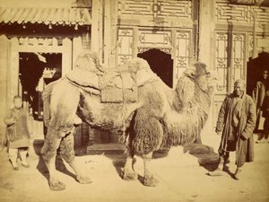 带手柄的双峰驼，1860年（照相凹版） 作者 菲利斯·比托（Felice Beato）