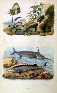 F. E. Guerin 绘制的植物学和动物学插图。选自 Dictionnaire pittoresque d