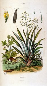 F. E. Guerin 绘制的植物学和动物学插图。选自 Dictionnaire pittoresque d