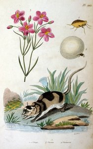 水负鼠（Chironectes minimus）
