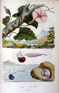 水蜗牛 作者 菲利克斯·爱德华·盖林