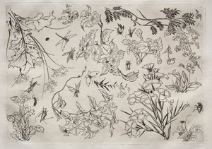 晚餐服务（卢梭服务）：鲜花（第 22 号） 作者 费利克斯·布拉克蒙德