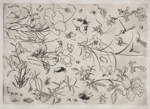 晚餐服务（卢梭服务）：花与昆虫（第 15 号） 作者 费利克斯·布拉克蒙德