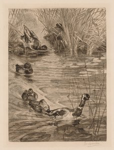 鸭子在玩c。 1870年。 作者 费利克斯·布拉克蒙德